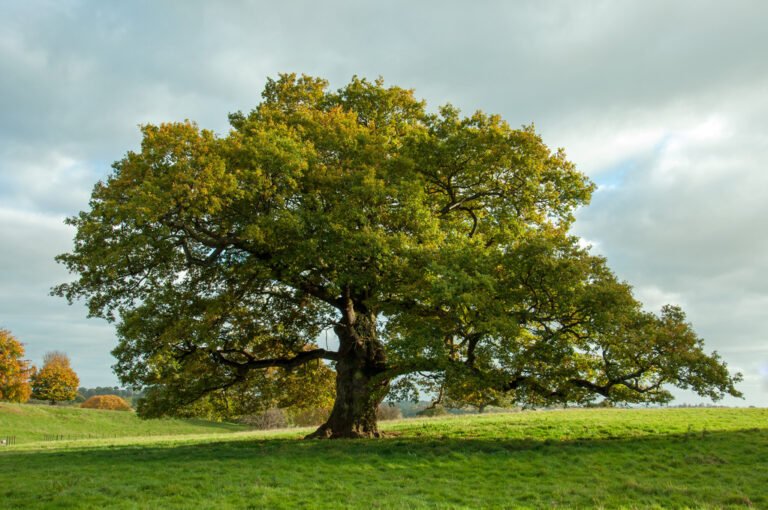 Understanding Tree Growth Patterns